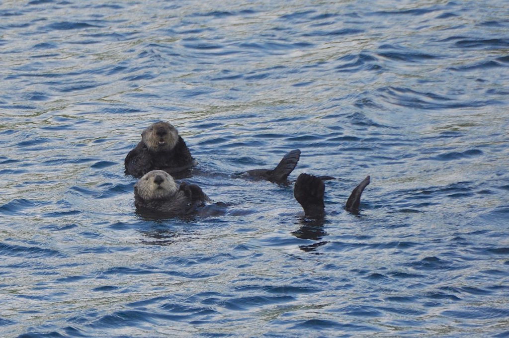 Sea Otter Kyuquot