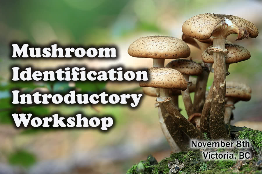 Mushroom Identification Introductory Workshop