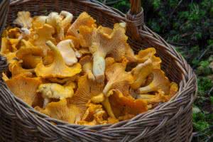 chanterelle mushroom identification